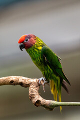 Goldie's Lorikeet (Psitteuteles goldiei) - Commonly Found in New Guinea