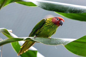 Goldie's Lorikeet (Psitteuteles goldiei) - Commonly Found in New Guinea