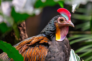 Green Junglefowl (Gallus varius) - Commonly Found in Indonesia