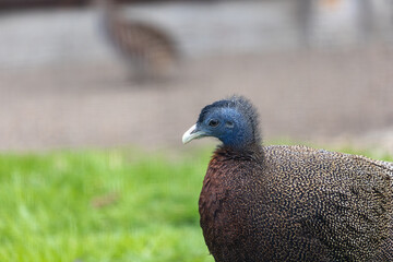 Great Argus (Argusianus argus) - Commonly Found in Southeast Asia