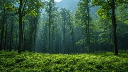 Fototapeta premium beautiful feel of Southeast Asian rainforest with dense jungle