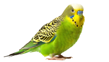 Lovebird PNG image