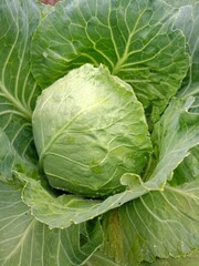 head of cabbage