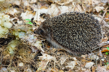 Hedgehog in the spring in the forest on pine needles and dry leaves, close-up