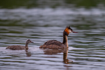 Great crested grebe