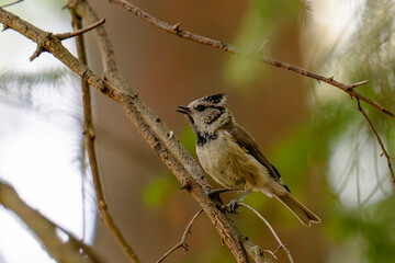 Crested tit
