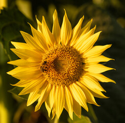 Naklejka premium The large, round head of the sunflower is bright yellow. You can see the dark brown disc florets, which are not petals, but modified flowers that contain the reproductive organs of the sunflower.