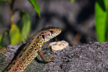 Sand lizard