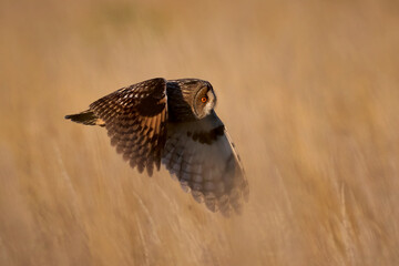 Long-eared owl (Asio otus)