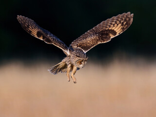 Long-eared owl (Asio otus)