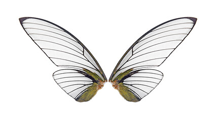 wings of insect isolated on a white