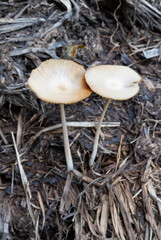 White-brown mushroom, long stem, poisonous mushroom, inedible, grows naturally, poisonous mushroom on the ground.