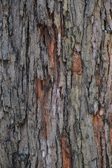 close-up of the bark of a pine tree