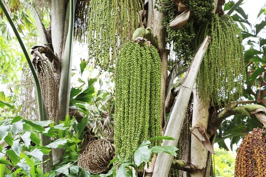 Flower Bud of Solitary Fishtail Palm (Caryota urens) in public park