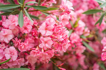 Beautiful pink oleander flowers in the park. Spring flowering in the arboretum, greenhouses.