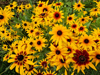 man harvests a bed of rudbeckias for a flower shop. summer decoration for a vase or puget
