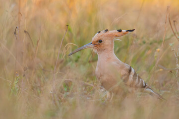 Hoopoe looking for food