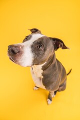 Adorable Pitbull Blue dog sitting on yellow background