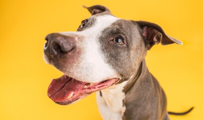 Adorable Pitbull Blue dog with open mouth in yellow studio
