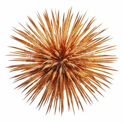 Fototapeta premium Close-Up of a Spiky Dried Flower Head with Radiating Brown Spines in a Circular Pattern