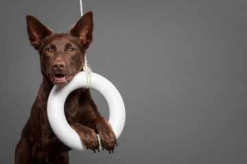 brown australian kelpie dog in the studio on a grey background balancing on a styrofoam torus ring trick