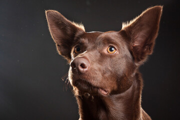 brown australian kelpie dog close up head portrait in the studio on a dark background