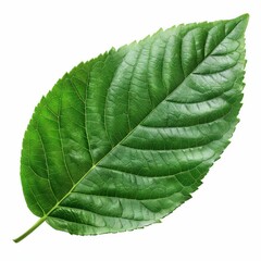 Obraz premium Close-Up of a Vibrant Green Leaf with Detailed Veins and Texture on a White Background