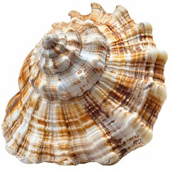 Obraz premium Close-up of a Beautiful Spiral Seashell with Intricate Patterns and Natural Colors