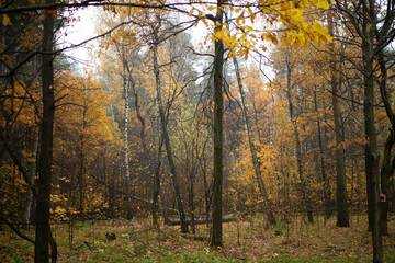 Obraz premium Autumn forest landscape with trees and leaves