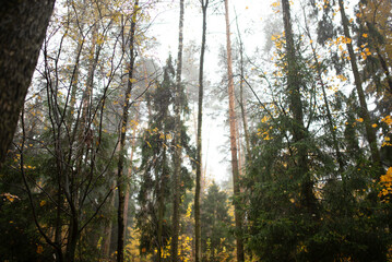 Fototapeta premium Autumn landscape with fir trees and yellow leaves