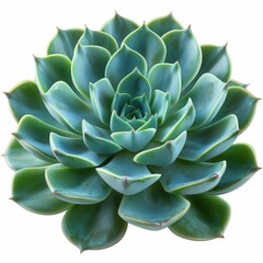 Fototapeta premium Close-Up of a Vibrant Green Succulent Plant with Symmetrical Leaves on a White Background