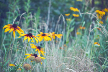 Rudbekia owłosiona, Rudbeckia hirta © Marcin Łazarczyk