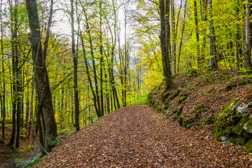 Fall - Autumn in the Bregenz Forrest - Bregenzerwald - State of Vorarlberg, Austria