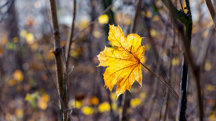 A lone maple leaf on a tree branch in the forest on a sunny day
