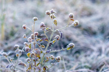 Clover stalks covered with frost among thickets of grass in a meadow