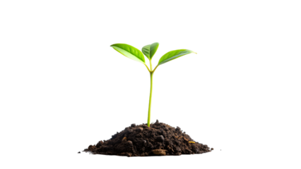 A young plant growing from soil on a white background