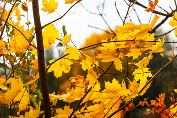 Yellow maple leaves in the forest on a tree on a sunny autumn day