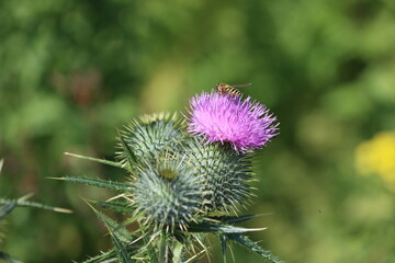 Silybum marianum is a species of thistle. It has various common names including milk thistle, blessed milkthistle, Mediterranean milk thistle, variegated thistle and Scotch thistle. 