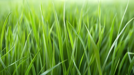 Fototapeta premium A field of green grass with a bright, sunny day