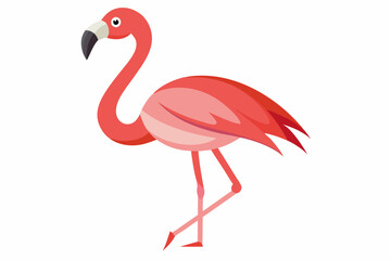 Pink flamingo on a white background