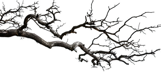 Obraz premium Dead Tree Branches with Cracked Bark Isolated on White Background, Dry Branches, Old Tree Bark Texture, Weathered Wood, Natural Elements, Tree Skeleton, Botanical Illustration