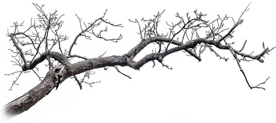 Fototapeta premium Dead Tree Branches with Cracked Bark Isolated on White Background, Dry Branches, Old Tree Bark Texture, Weathered Wood, Natural Elements, Tree Skeleton, Botanical Illustration