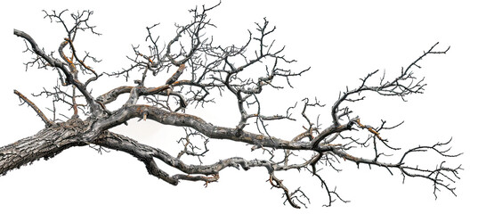 Obraz premium Dead Tree Branches with Cracked Bark Isolated on White Background, Dry Branches, Old Tree Bark Texture, Weathered Wood, Natural Elements, Tree Skeleton, Botanical Illustration