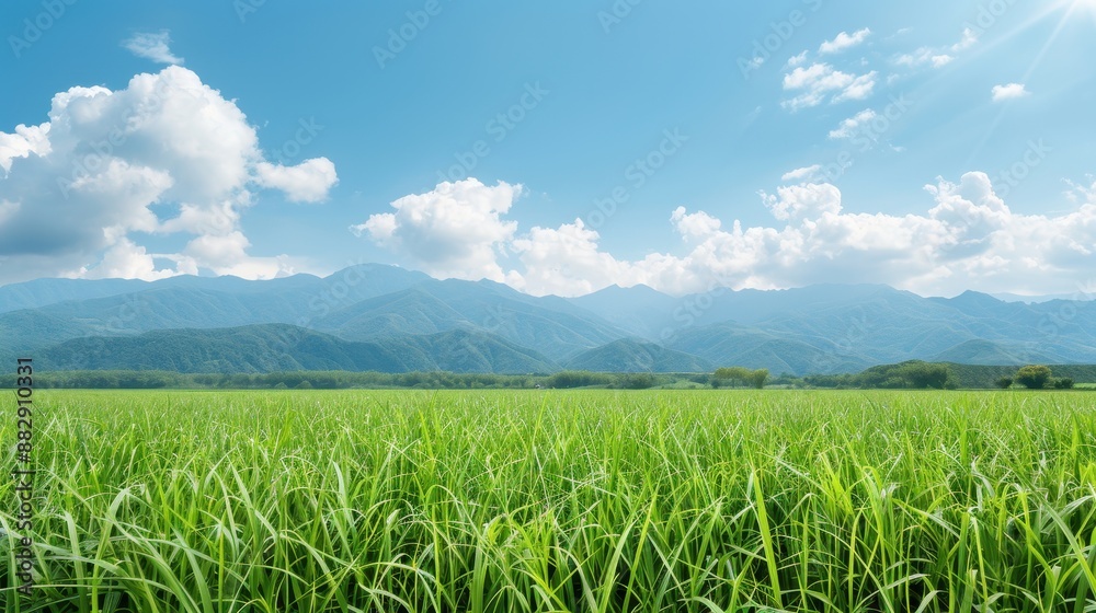 Canvas Prints a field of grass with a clear blue sky in the background