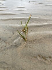 Eindrücke aus dem niedersächsischen Wattenmeer der Nordsee