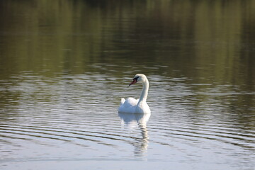 Beautiful white swan on water