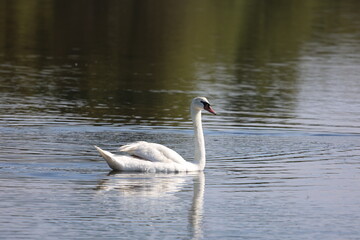 Beautiful white swan on water