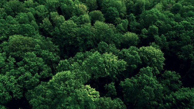Green treetops in a dense forest. Top view, drone flight. A large dense deciduous forest. Concept of protection of forests and green spaces. Combating deforestation.