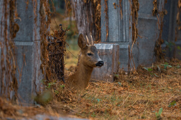 deer on a cemetery