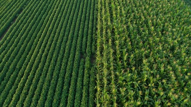 Aerial shot of cultivated soybean and corn field from drone pov